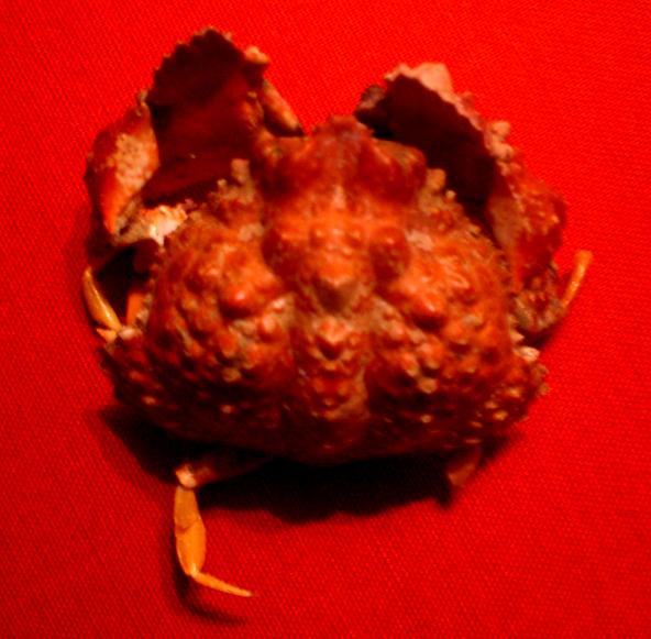 calappa pokipoki T.F.C. dorsal view 3.bmp